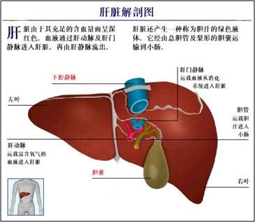 结肠肝区的位置在哪里(结肠肝区肿瘤严重吗)