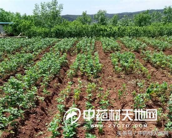 附子在哪里买(炮附子药店能买到吗)