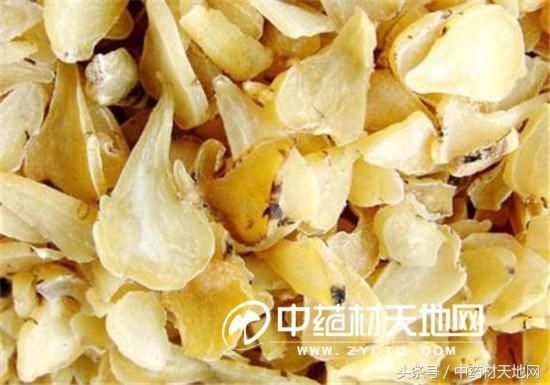 附子在哪里买(炮附子药店能买到吗)