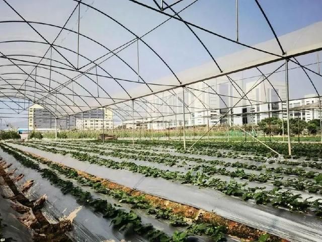 深圳水果市场在哪里(深圳哪里水果便宜又好)