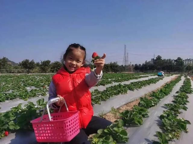 深圳水果市场在哪里(深圳哪里水果便宜又好)