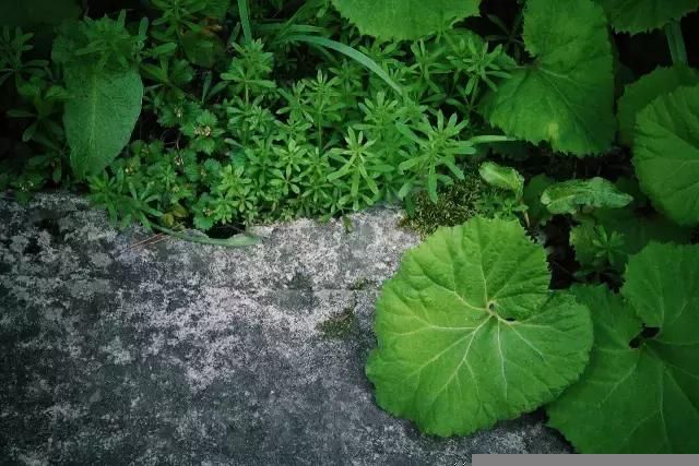 爱丽丝城堡在哪里(爱丽丝城堡酒庄怎么样)