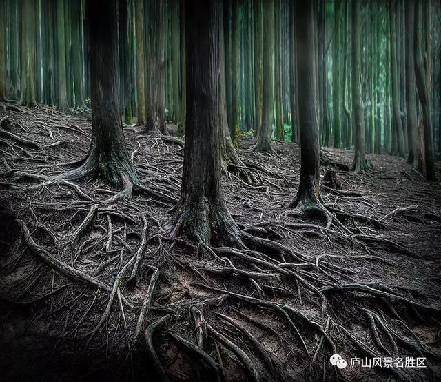 爱丽丝城堡在哪里(爱丽丝城堡酒庄怎么样)
