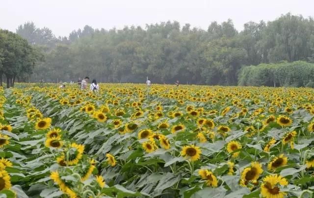 濮阳向日葵在哪里(看向日葵在哪里在哪个地方)