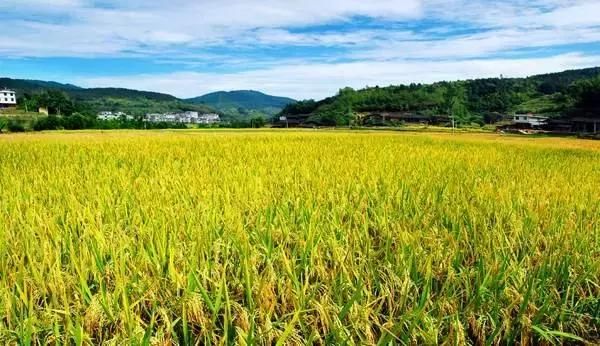 去延吉住在哪里比较好(延吉旅游住在哪里比较好)