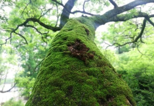 昌溪在哪儿(昌西在哪里)