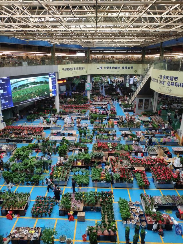 昆明最大的花市在哪里(昆明的斗南花市在哪里)