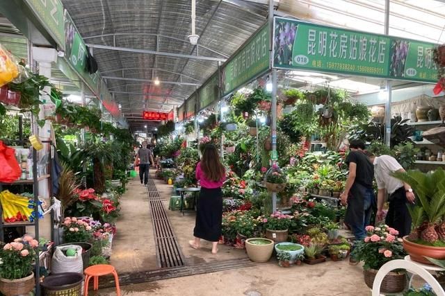 昆明最大的花市在哪里(昆明的斗南花市在哪里)