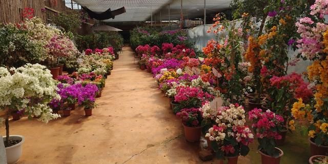 昆明最大的花市在哪里(昆明的斗南花市在哪里)