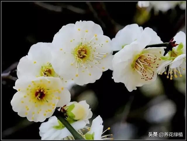 梅花长在哪里(梅花长在什么地方)