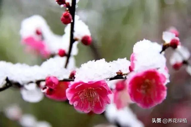 梅花长在哪里(梅花长在什么地方)