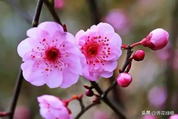 梅花长在哪里(梅花长在什么地方)