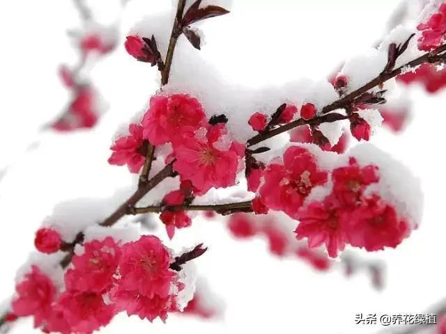 梅花长在哪里(梅花长在什么地方)