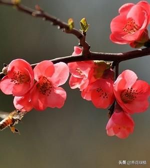 梅花长在哪里(梅花长在什么地方)