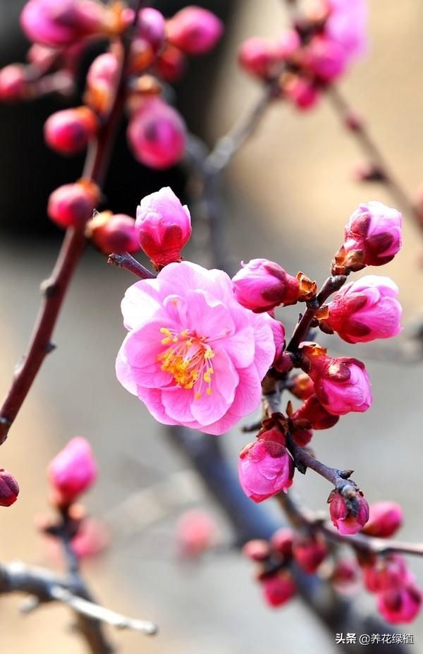 梅花长在哪里(梅花长在什么地方)