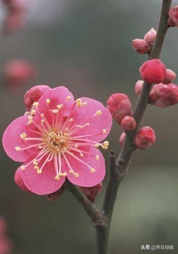 梅花长在哪里(梅花长在什么地方)