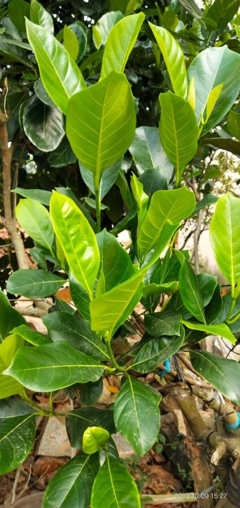 菠萝蜜在哪栽(菠萝蜜树在安徽可以栽吗)