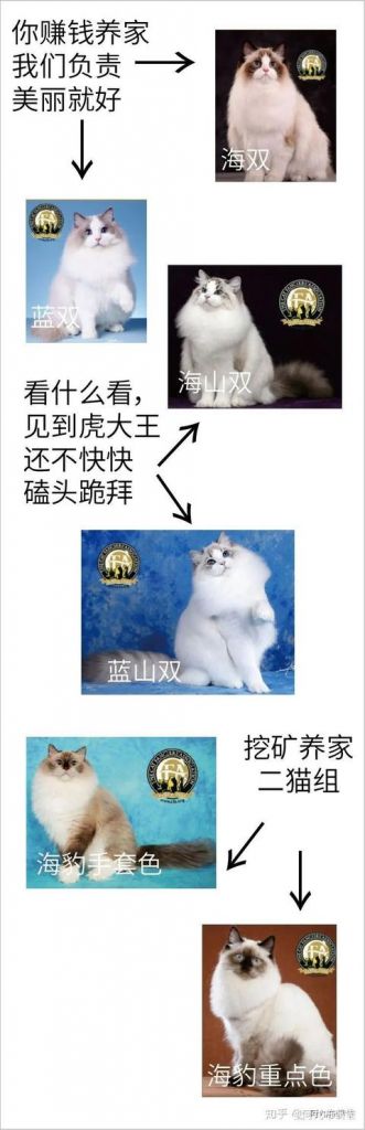 布偶猫在哪儿买(布偶猫在哪里买)