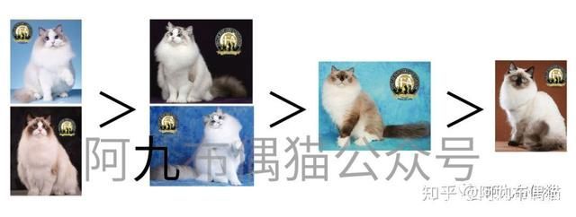 布偶猫在哪儿买(布偶猫在哪里买)