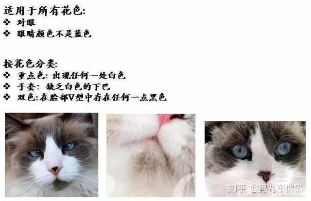 布偶猫在哪儿买(布偶猫在哪里买)