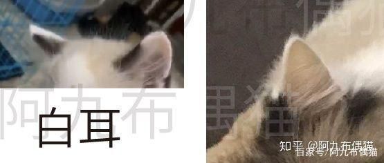 布偶猫在哪儿买(布偶猫在哪里买)