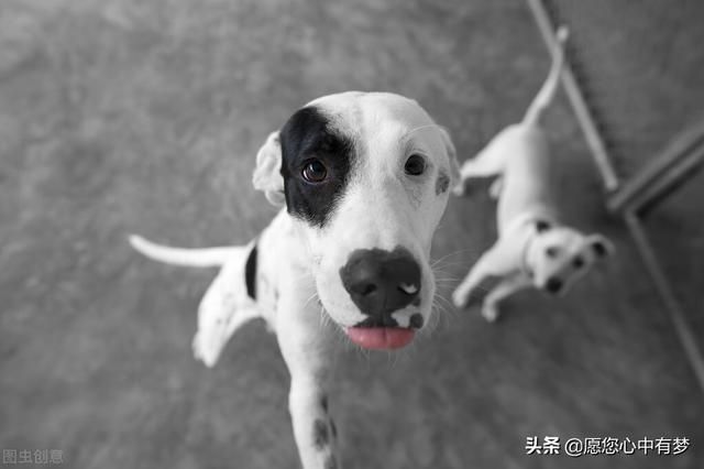 在哪里可以买狗(在哪里可以买游戏)