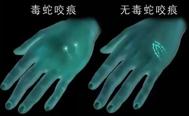 蛇要在哪买(哈尔滨哪能买蛇)