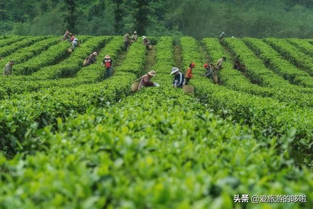 敬茶在哪(警察在惩恶扬善中)