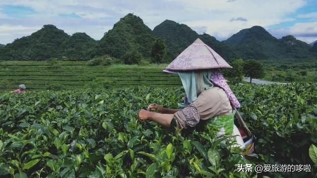 敬茶在哪(警察在惩恶扬善中)