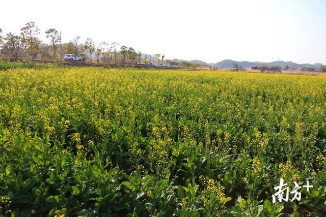 樱花树红色在哪里打(樱花树红色哪里多)