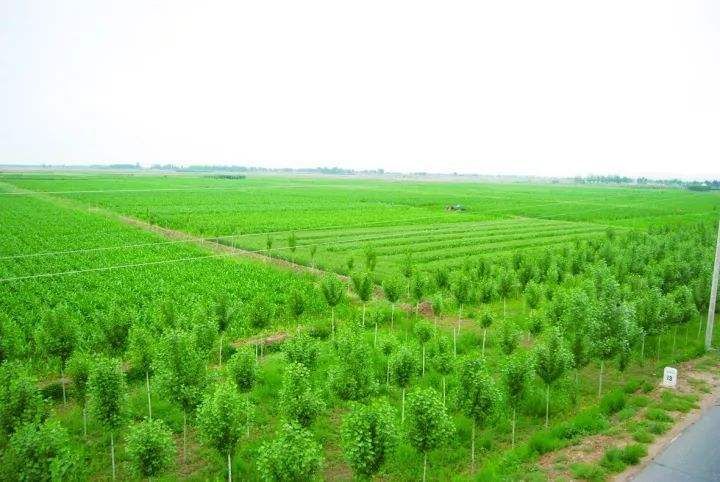 佘太镇在哪(舌苔症状图解)