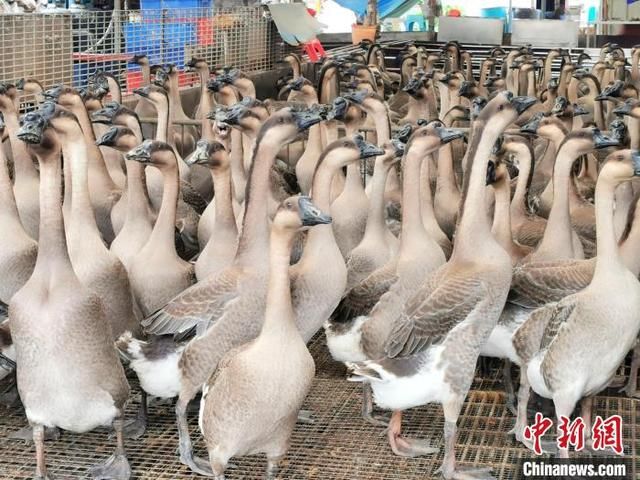 包含大众天成实体店在哪的词条