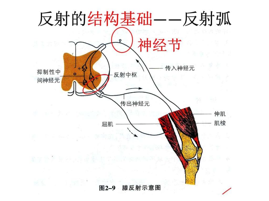 神经末梢在哪个部位的简单介绍