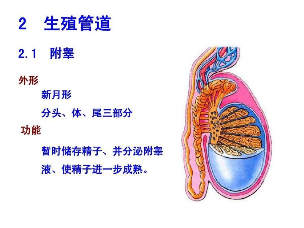 泌尿系统在哪(泌尿系统在哪个位置图)