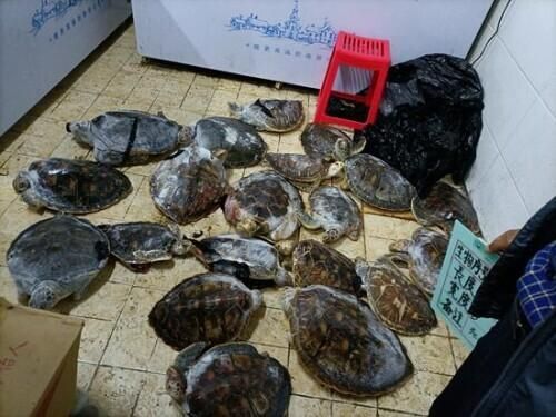 海龟在哪里干什么(海龟在哪里下载)
