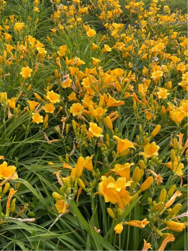 西安莫奈花园在哪里(西安北郊莫奈花园)