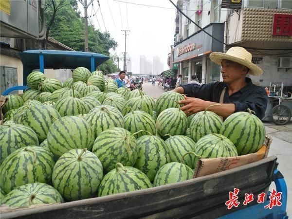 福建西瓜产地在哪里(宁夏西瓜产地在哪里)