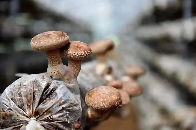 胸膛在哪(胸膛在哪个位置图解)
