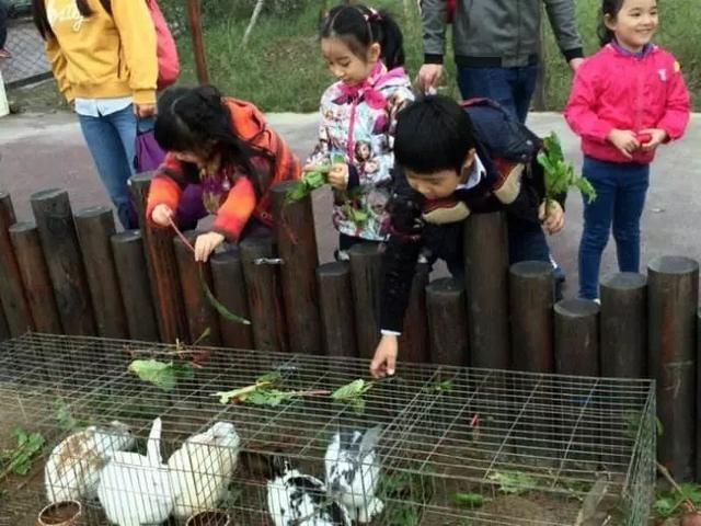 泰迪农场在哪(娉拌开鍐滃満)