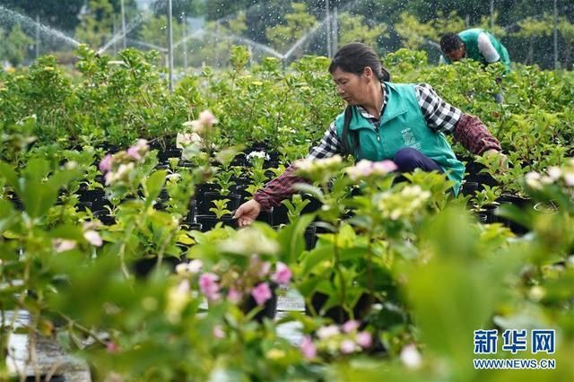 南昌绿植批发市场在哪(北京花卉绿植批发市场)