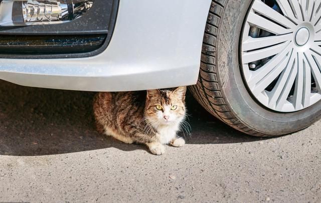 猫起源在哪(猫起源)