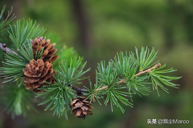 雄库鲁在哪里的简单介绍