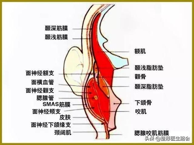 太阳穴在哪里(山东太阳部落在哪里)