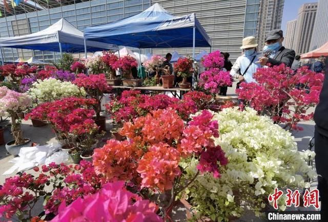 兰州绿植批发市场在哪(北京花卉绿植批发市场)