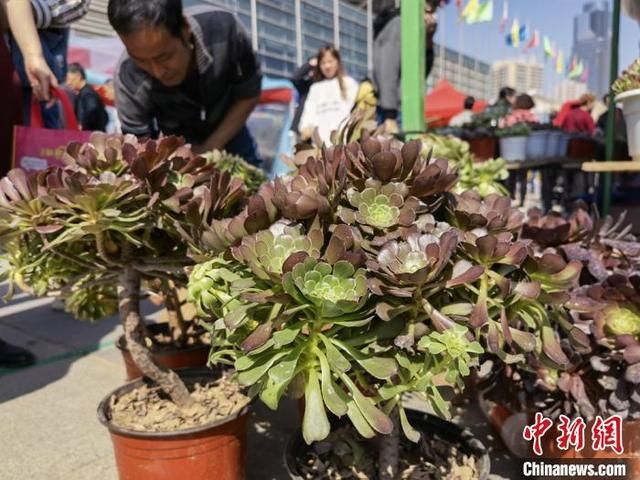 兰州绿植批发市场在哪(北京花卉绿植批发市场)