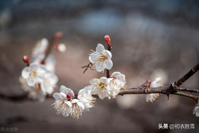 梅花生长在哪(梅花生长在哪里)
