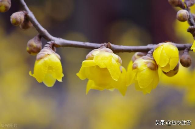 梅花生长在哪(梅花生长在哪里)