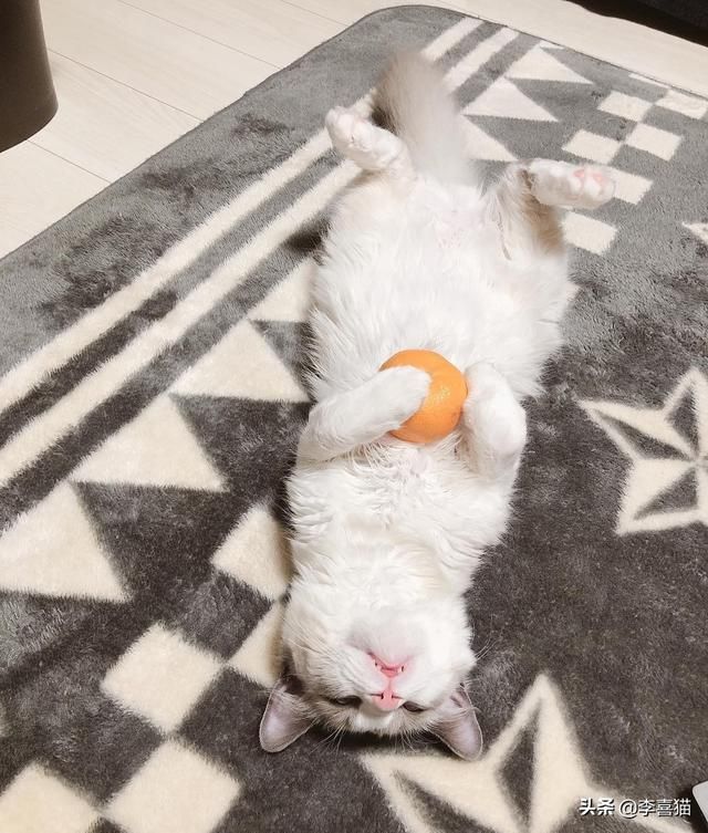 猫草在哪有的简单介绍
