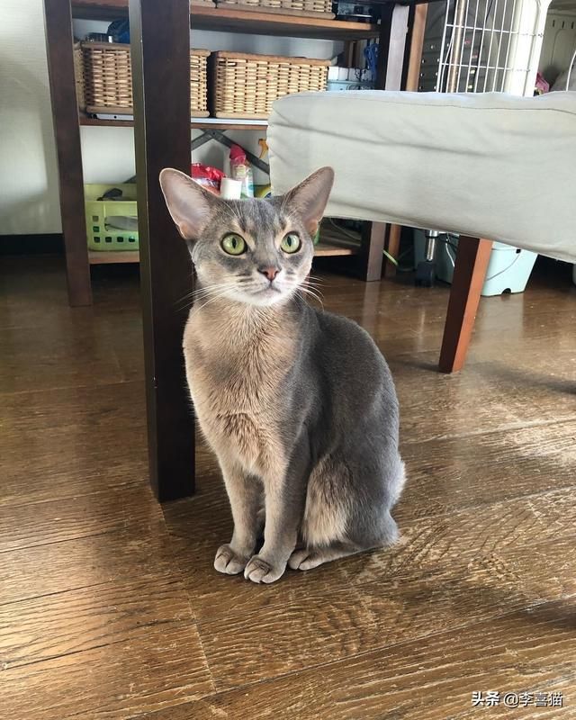 猫草在哪有的简单介绍