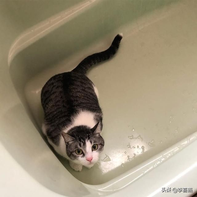 猫草在哪有的简单介绍